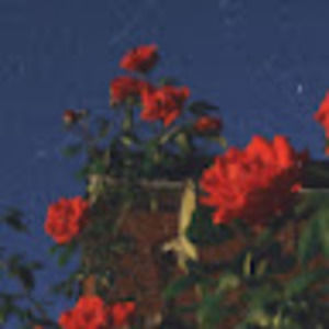 Meet your Posher, Simrit